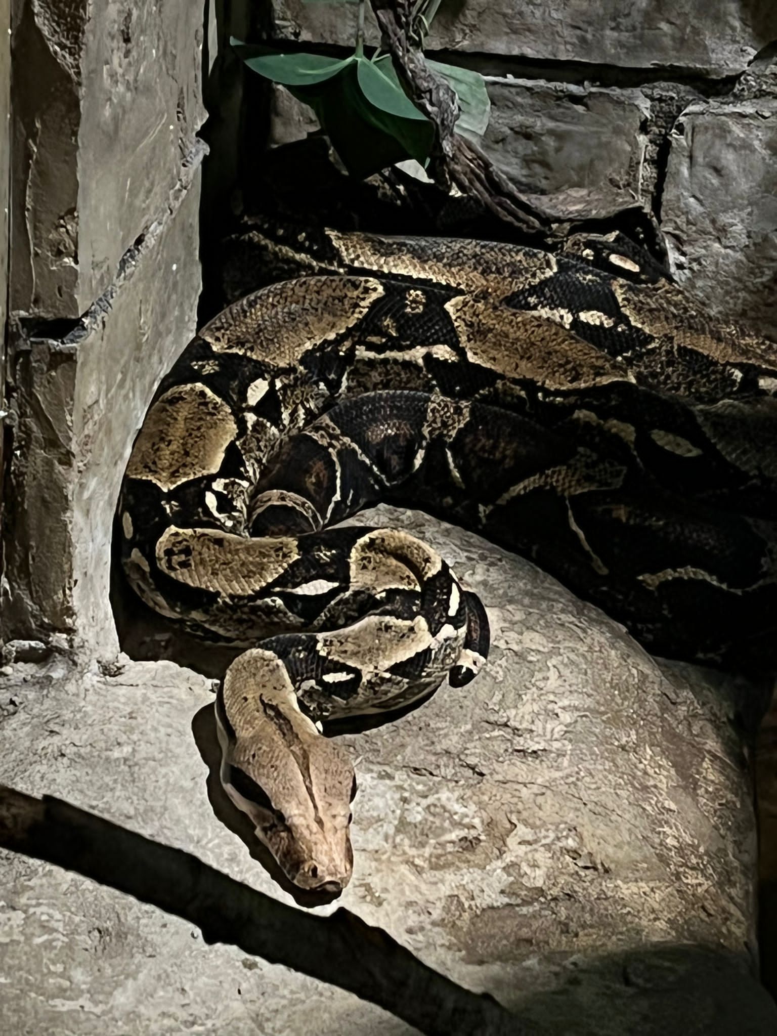 A large snake is curled up on a rock