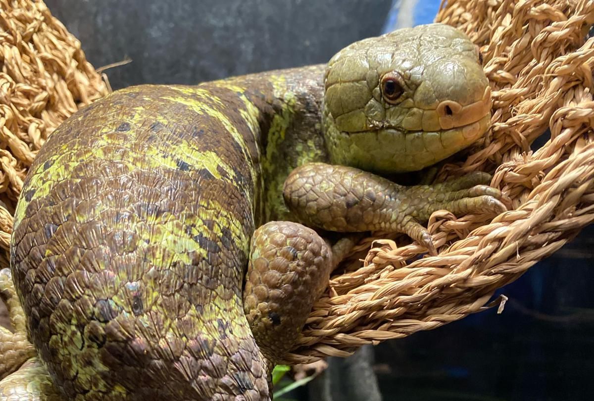 A lizard is laying in a wicker hammock.