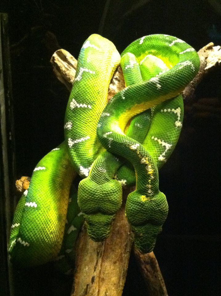 A green snake is wrapped around a tree branch