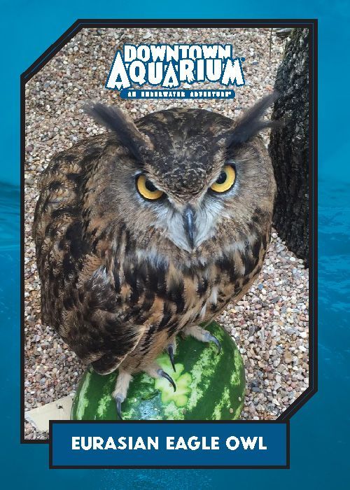 An owl sitting on top of a watermelon with downtown aquarium in the background