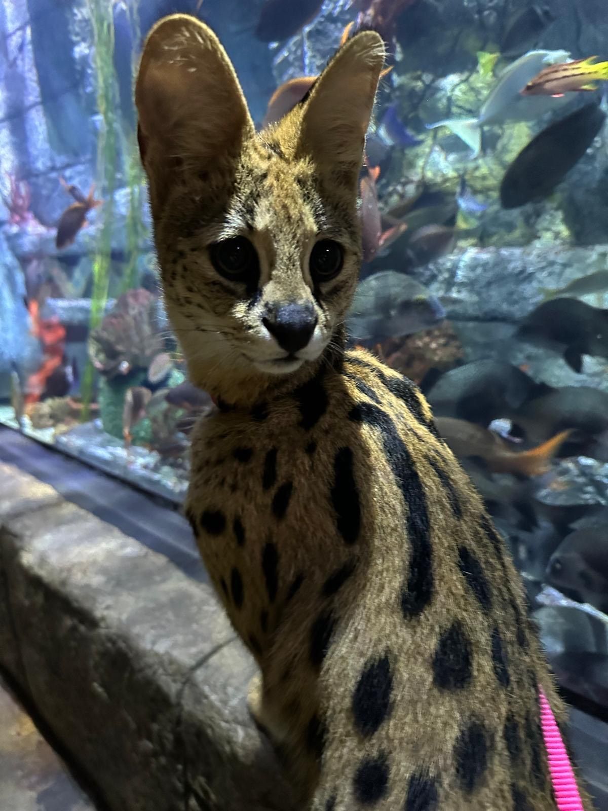 A serval cat is looking at fish in an aquarium