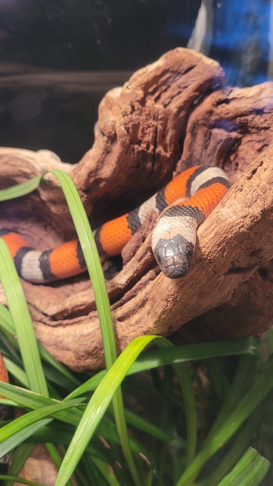A colorful snake is laying on a piece of wood.