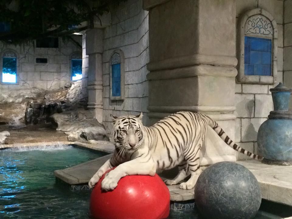 White tiger resting on a red ball in front of a stone structure with blue water.
