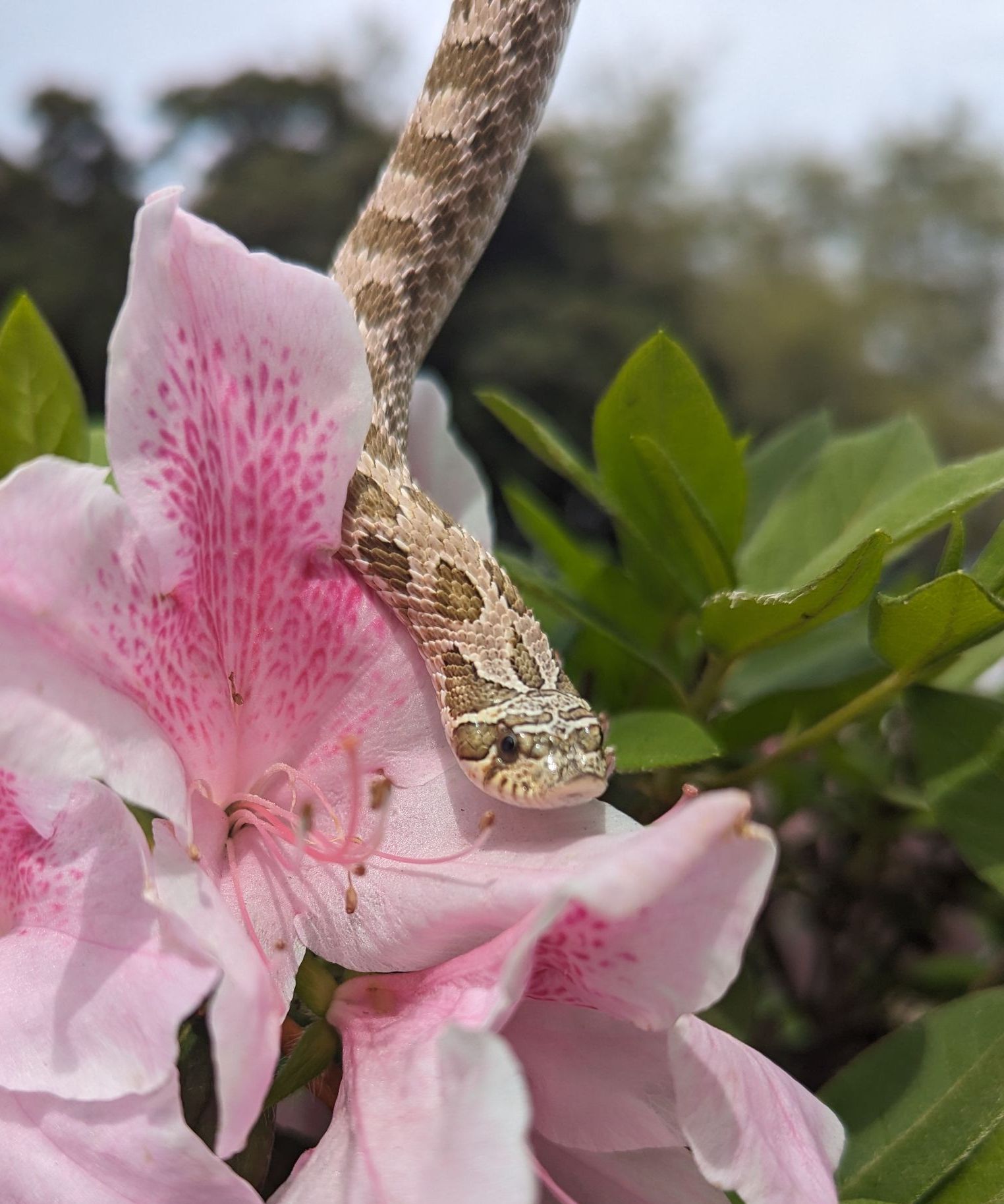 A snake is sitting on top of a pink flower