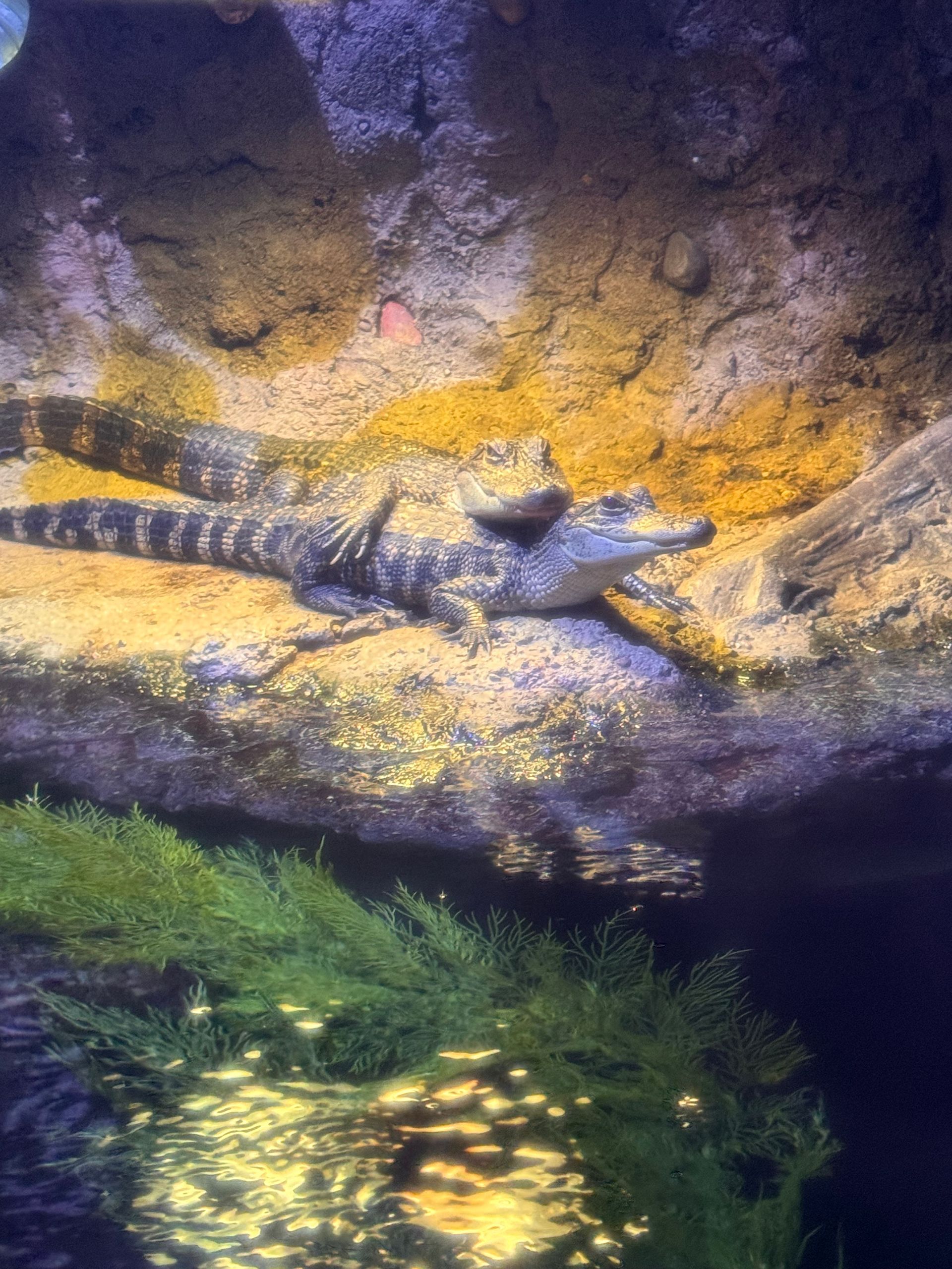 A crocodile is laying on a rock in the water