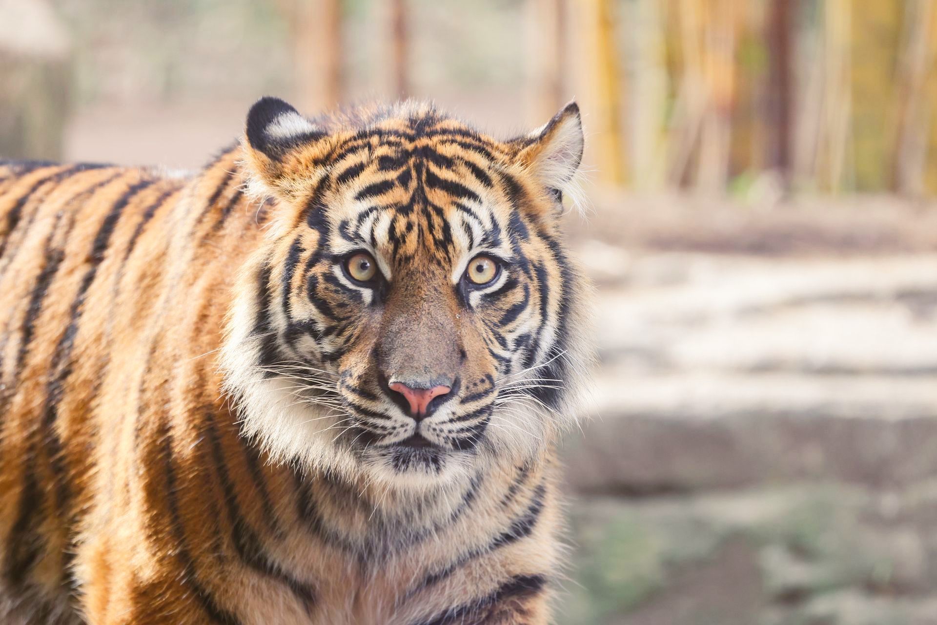 A tiger is walking in the woods and looking at the camera.