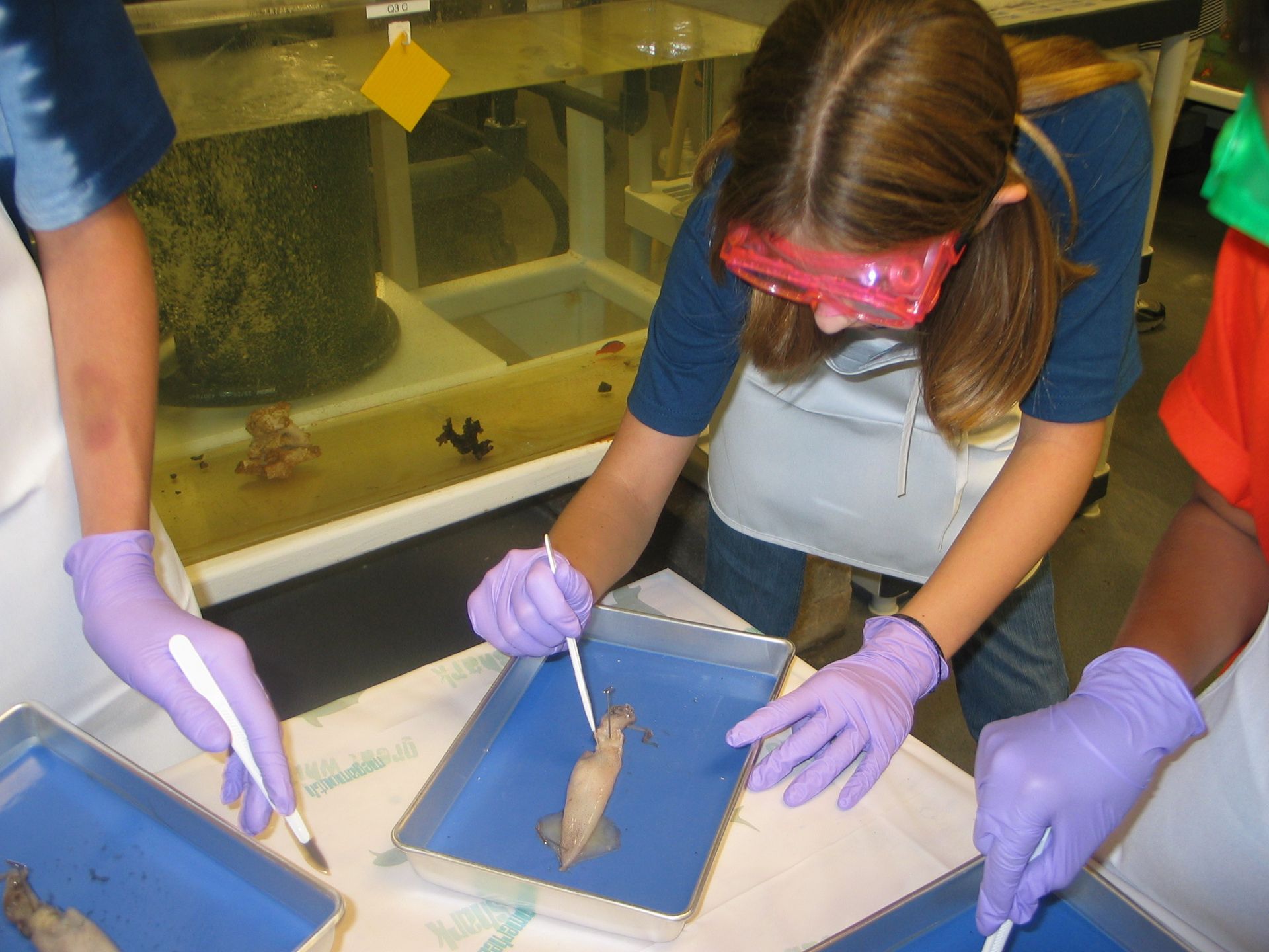 A girl wearing goggles and purple gloves is examining a squid