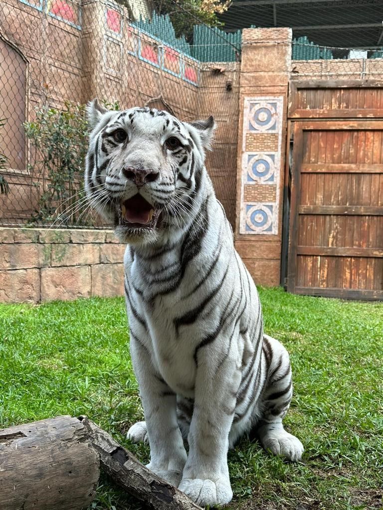 White tiger sits on grass with mouth open, possibly smiling; outdoor setting.