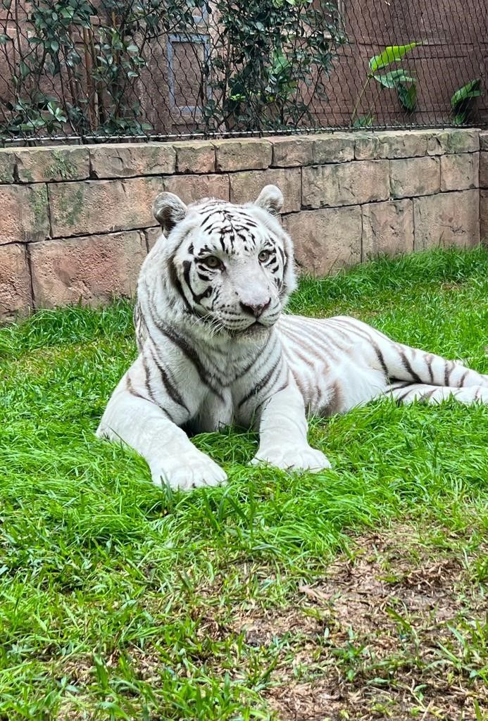 White tiger resting on green grass near a brick wall.