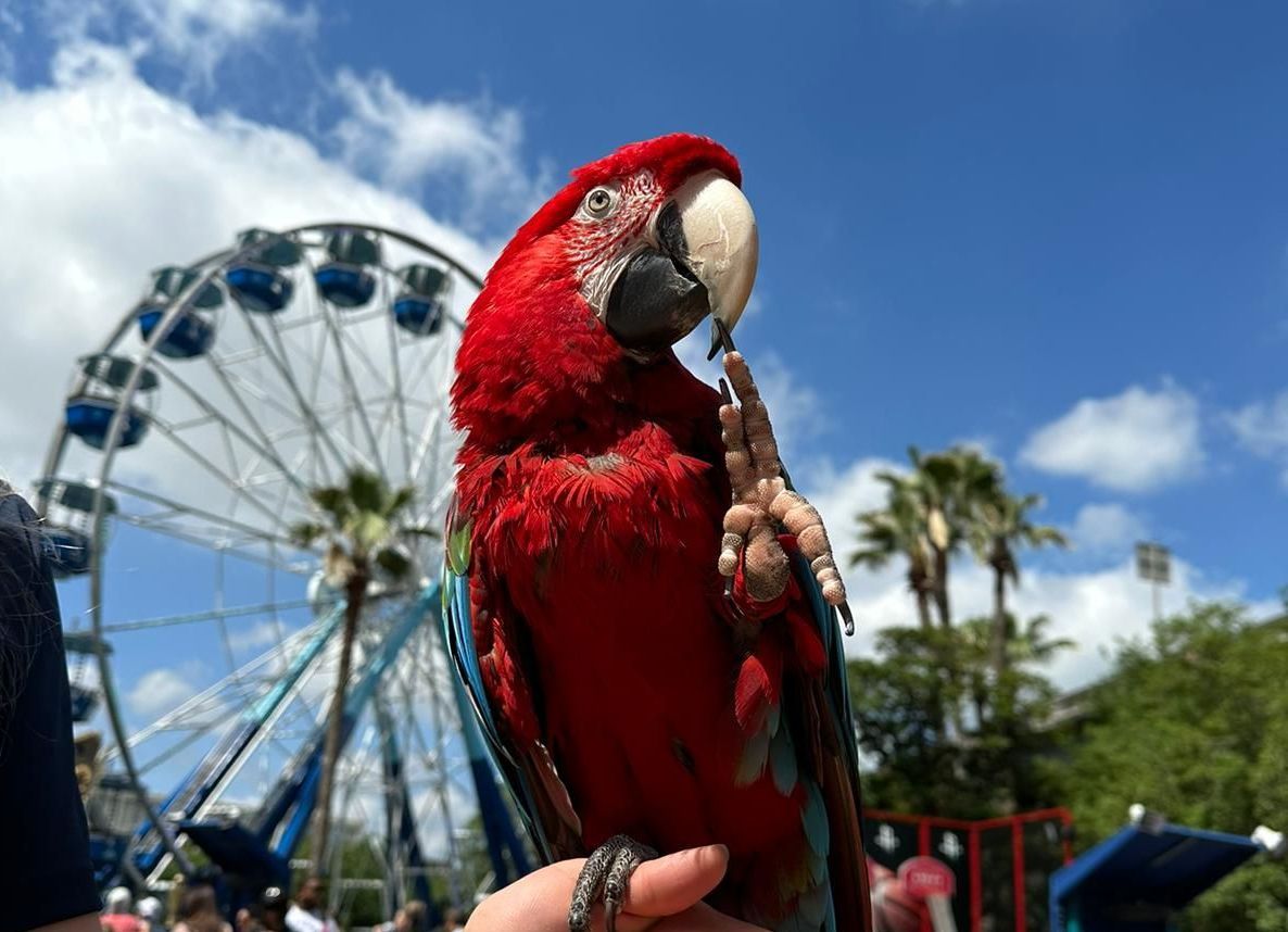 A person is holding a red parrot in front of a ferris wheel