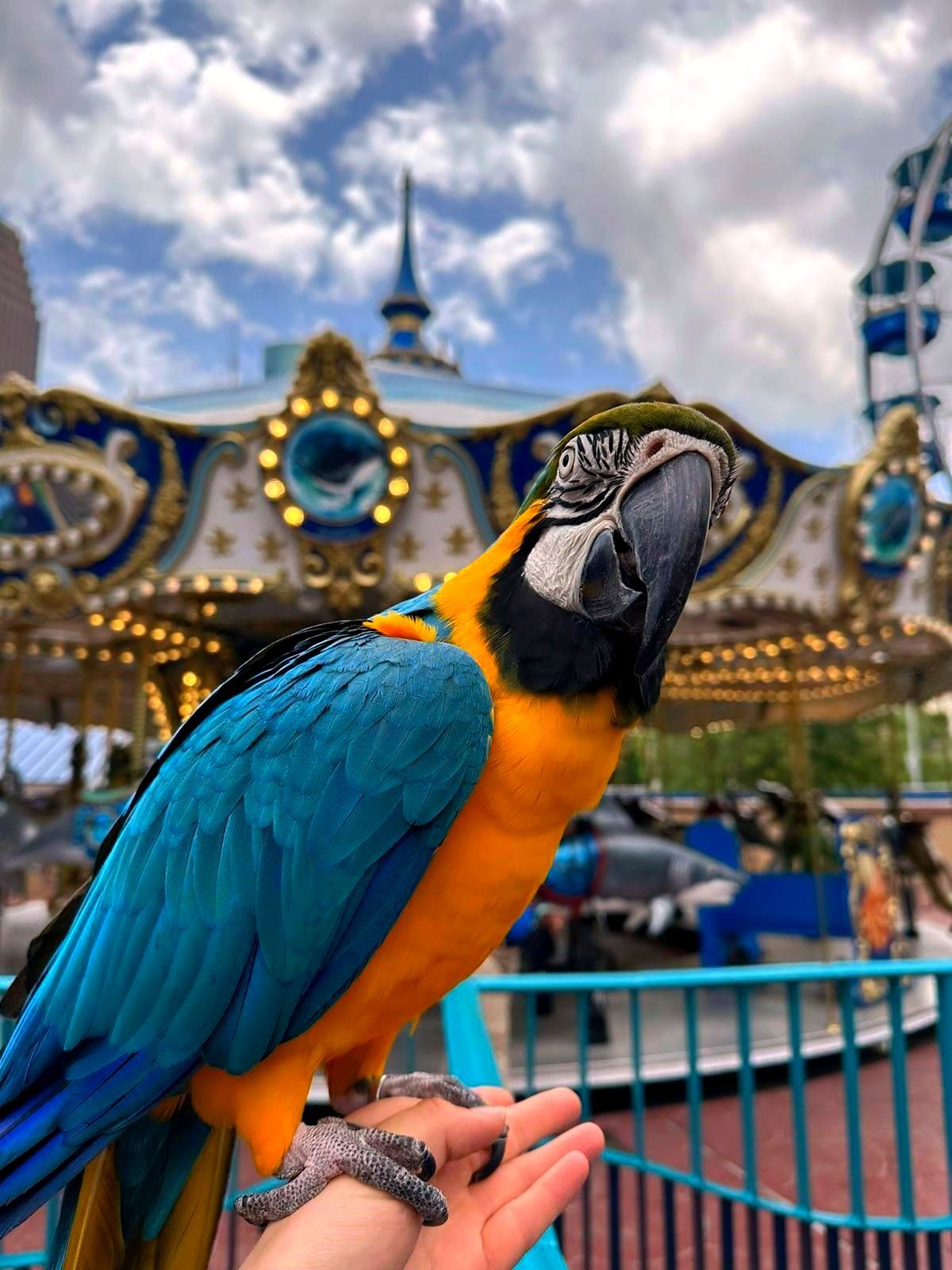 A person is holding a blue and yellow parrot in front of a carousel.