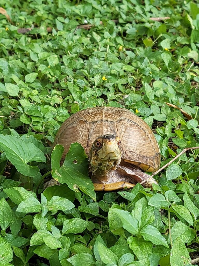 A turtle is sitting in the grass looking at the camera