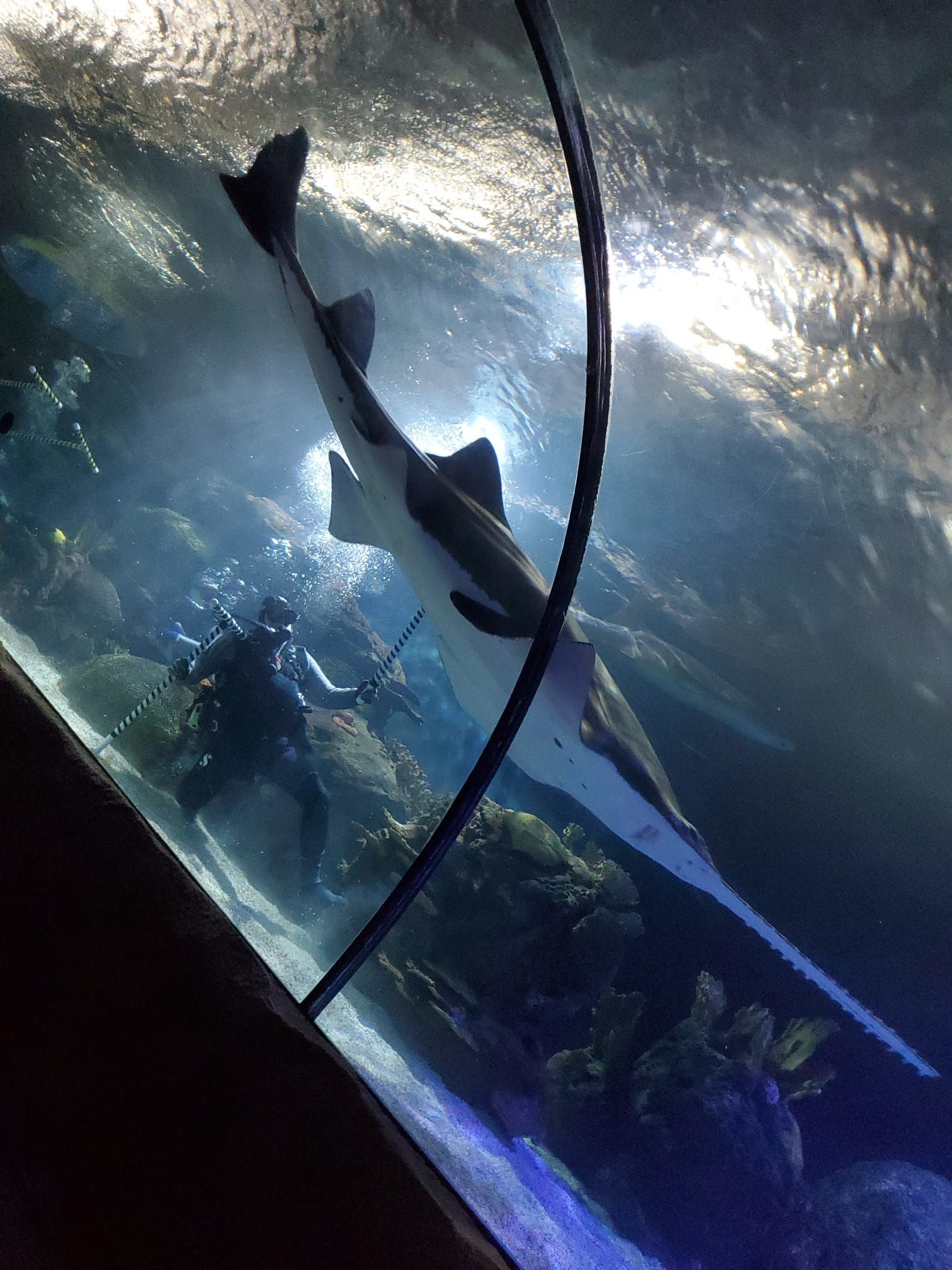 A shark is swimming through a tunnel in an aquarium