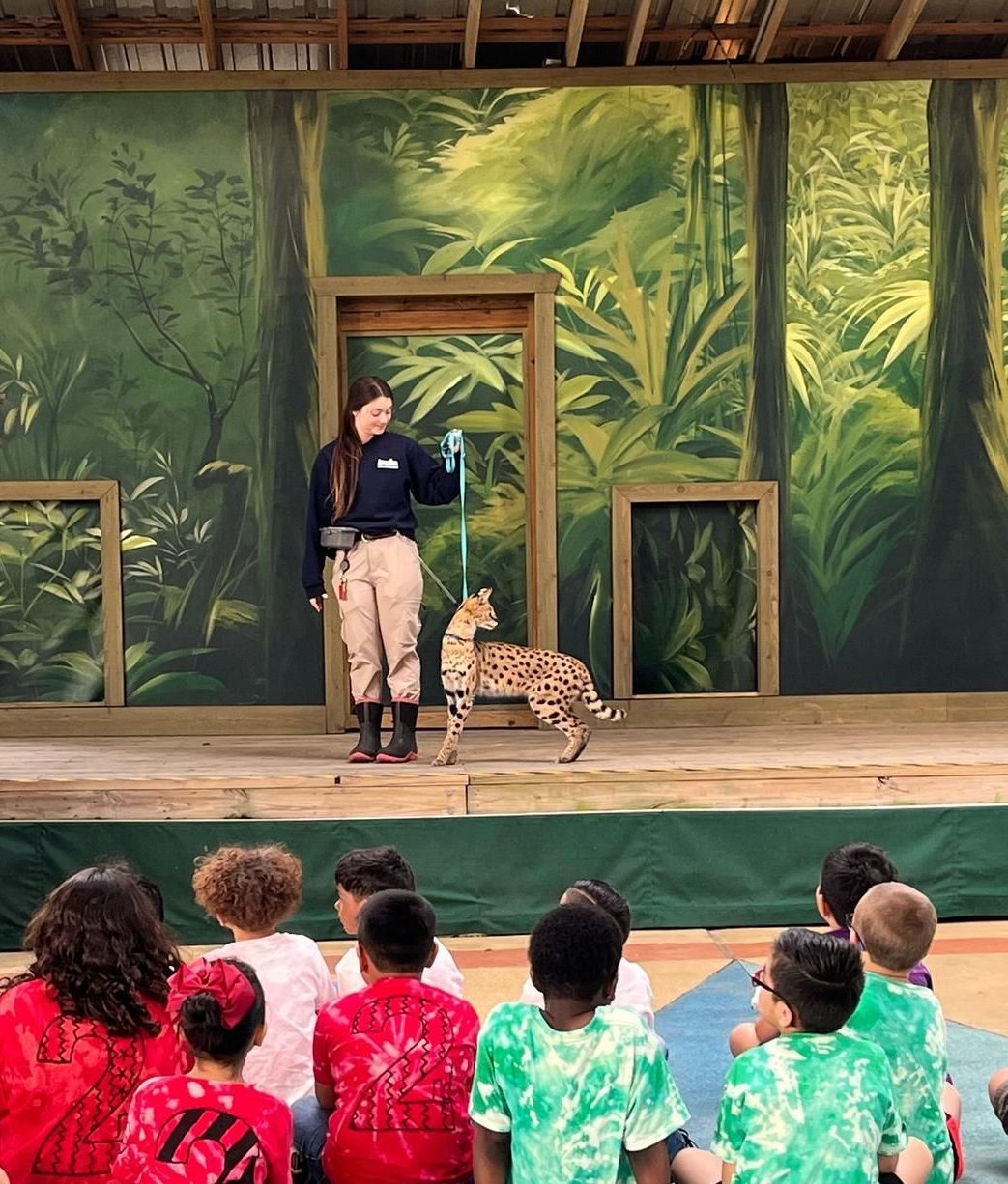 A group of children are sitting in front of a stage with a serval on it