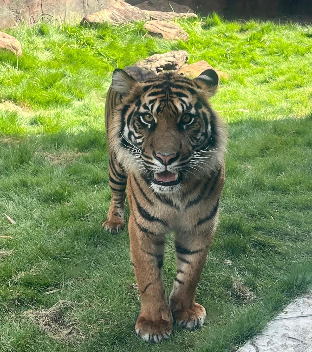 A tiger is walking in the grass and looking at the camera