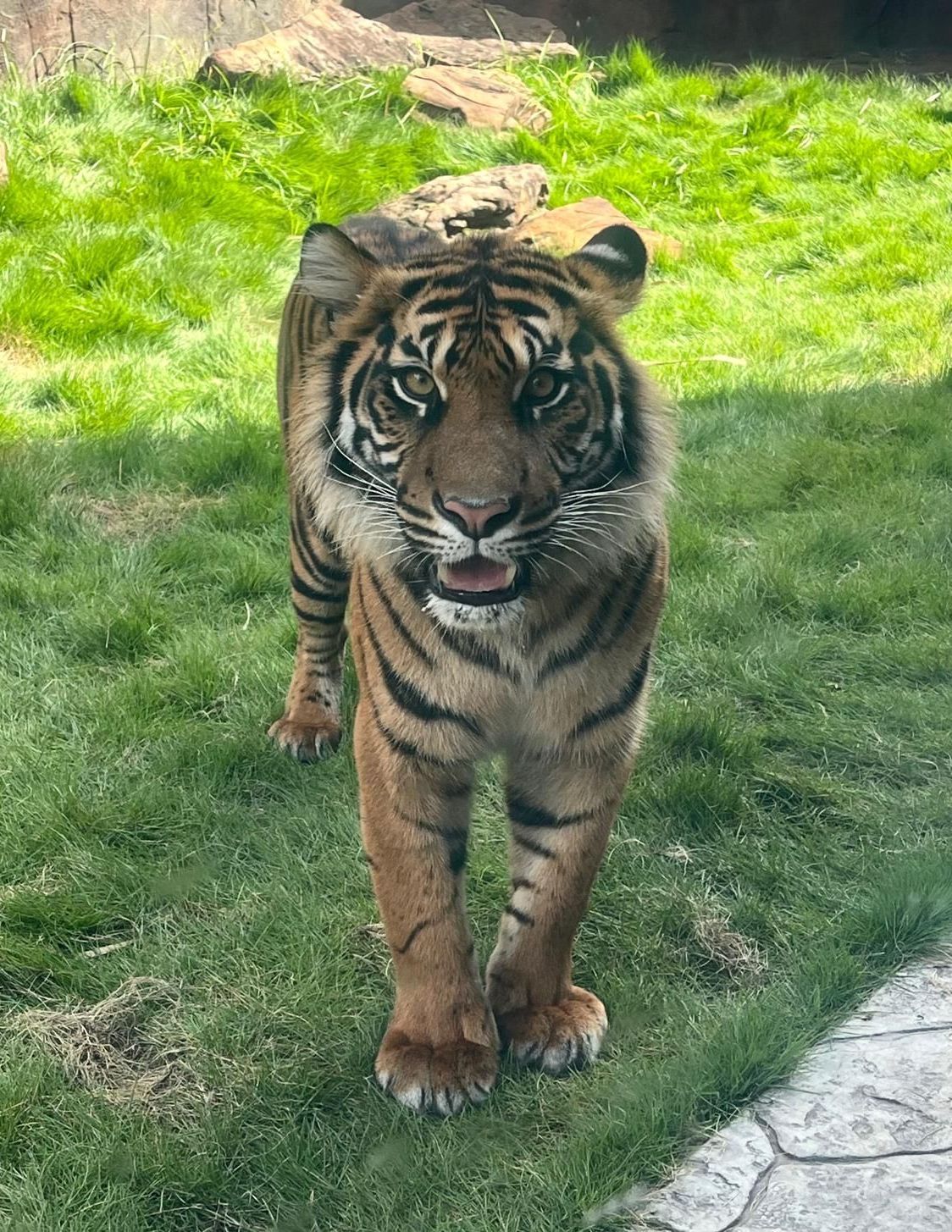A tiger is swimming in a pool of water