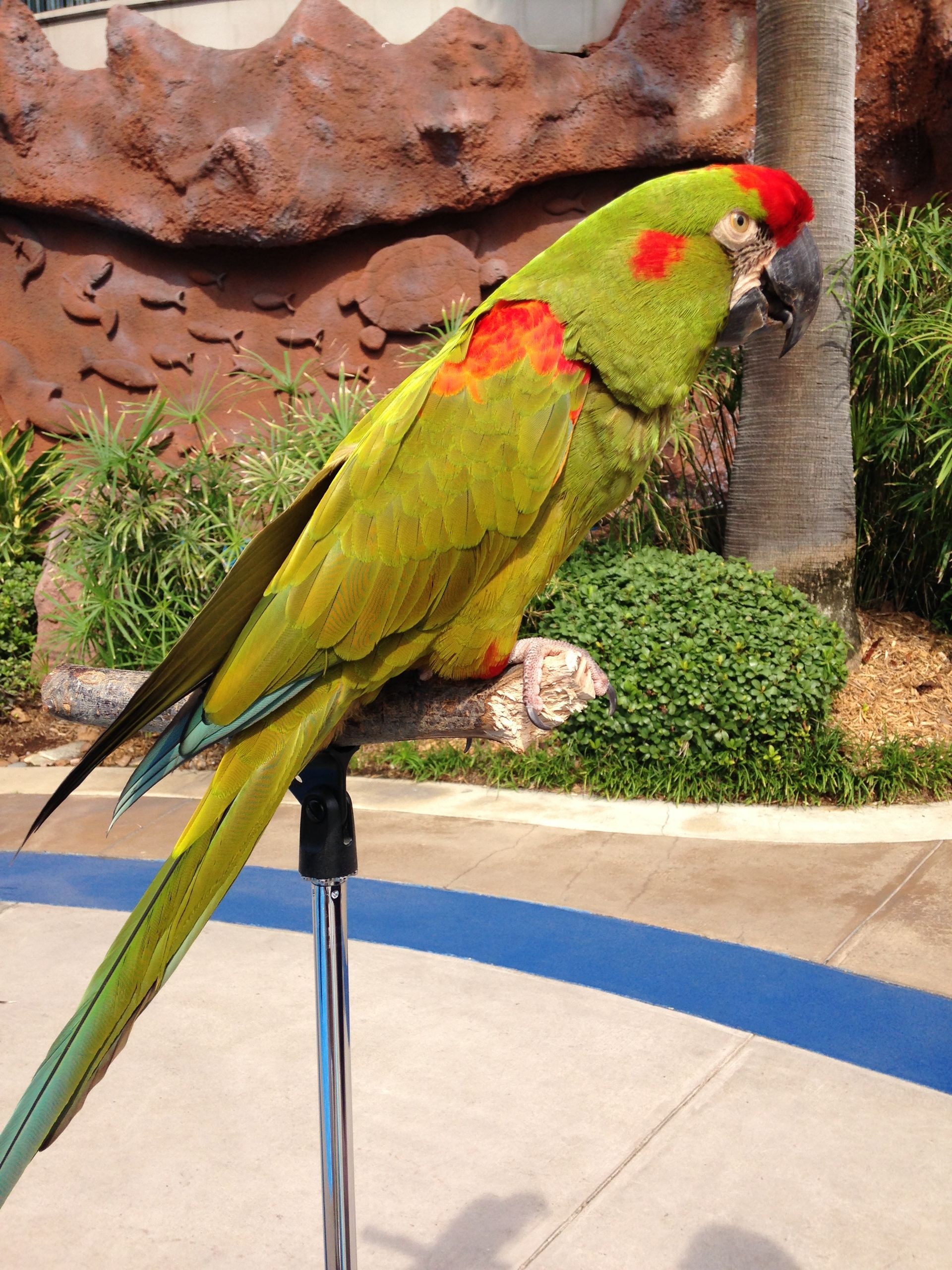 A green and red parrot perched on a pole