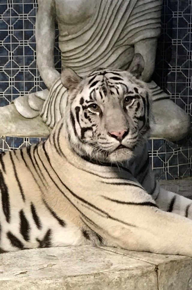 White tiger resting, looking at the viewer, with a Buddha statue in the background.
