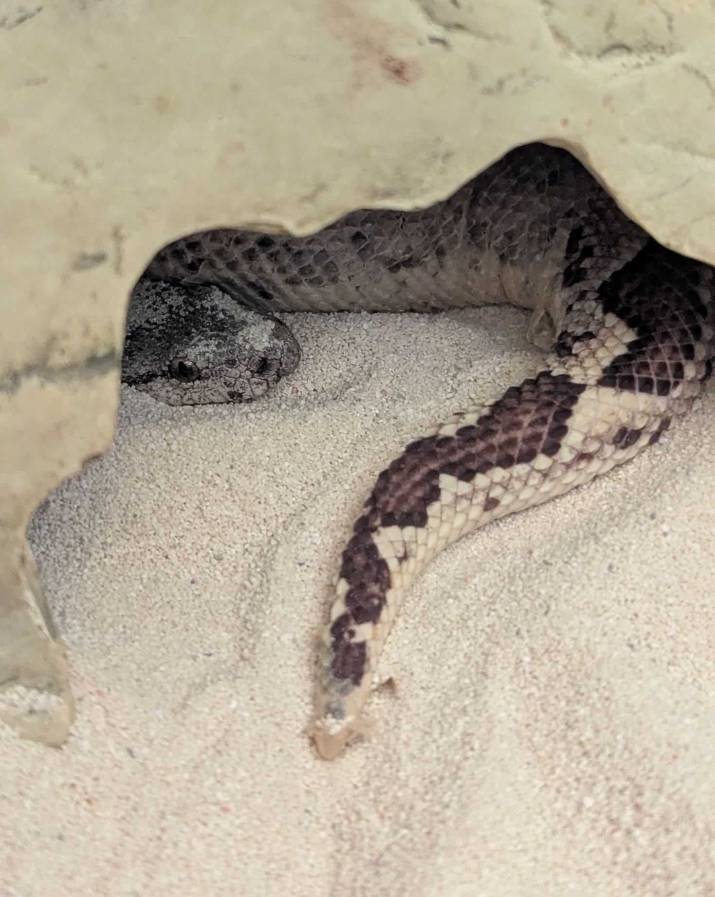 A snake is crawling out of a hole in the sand