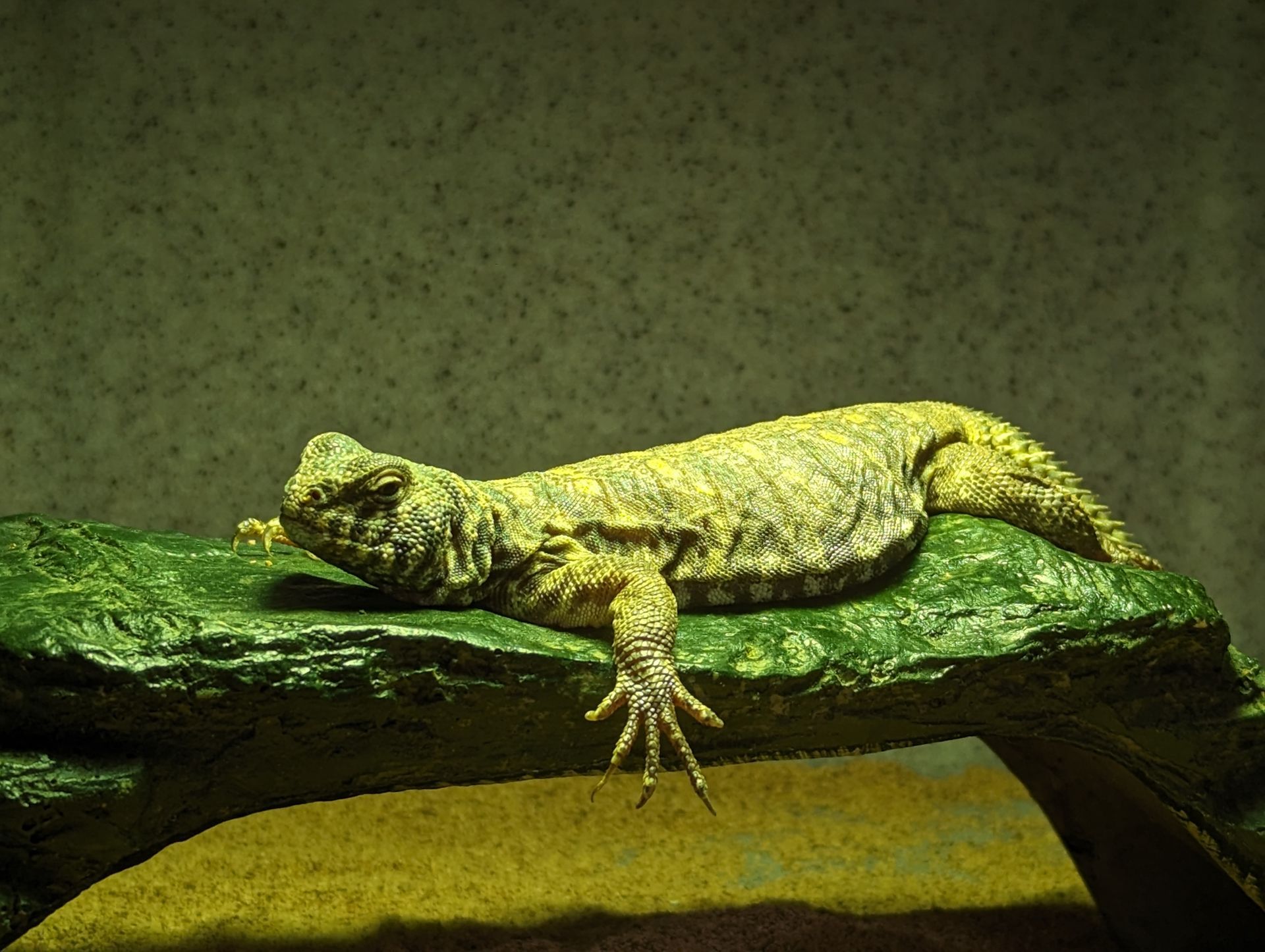 A colorful snake is laying on a piece of wood.