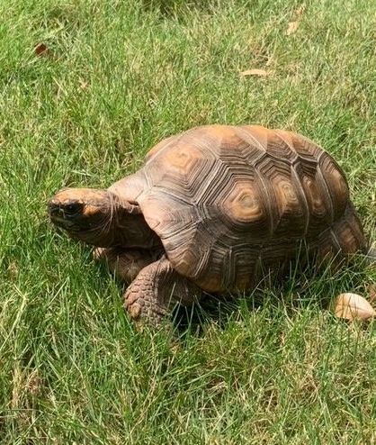 A large tortoise is sitting in the grass.