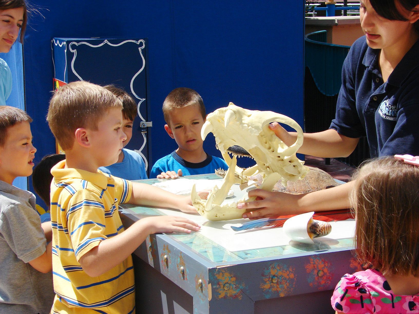 A group of children are looking at a skull on a table