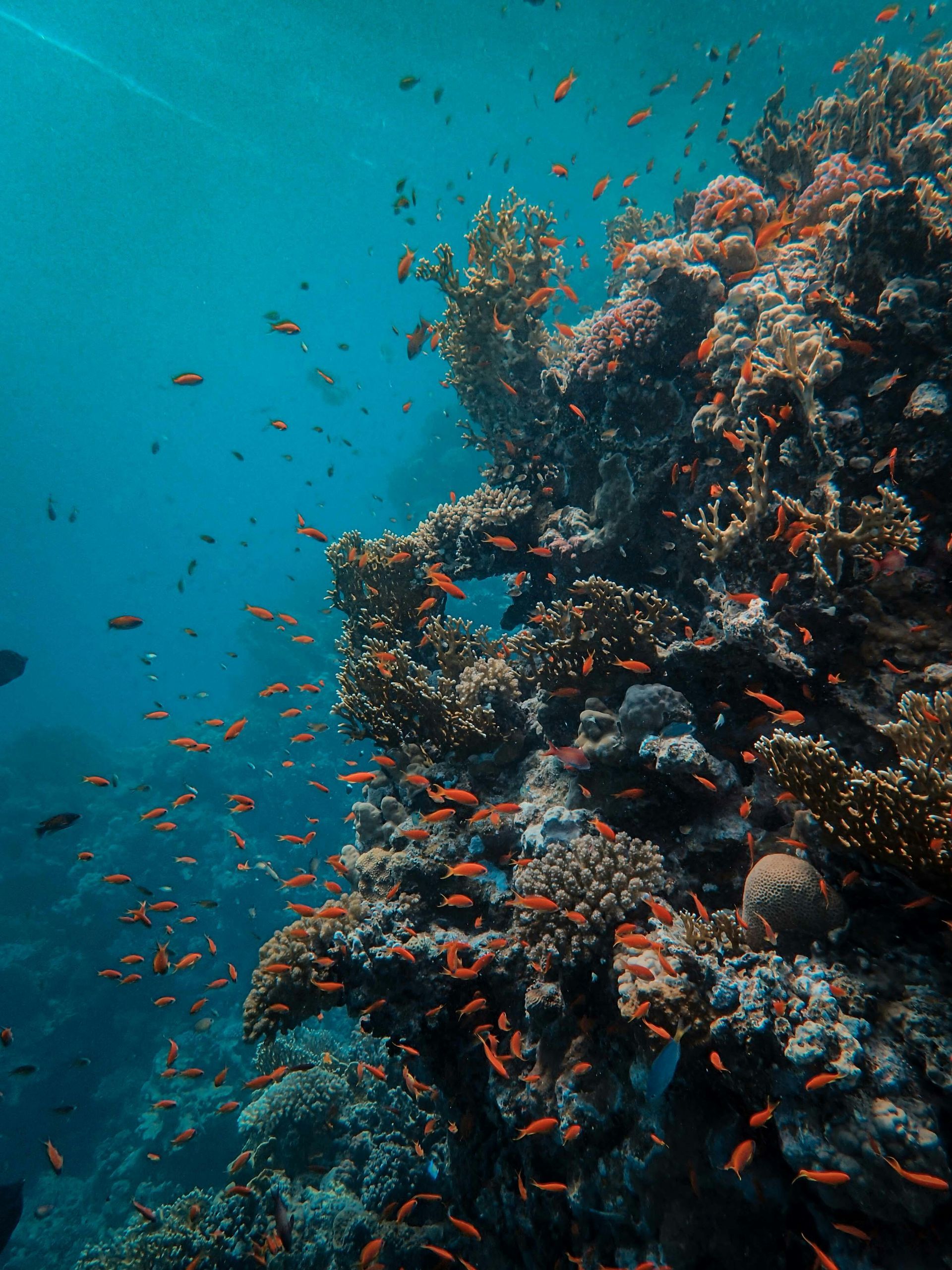 A coral reef with lots of fish swimming around it