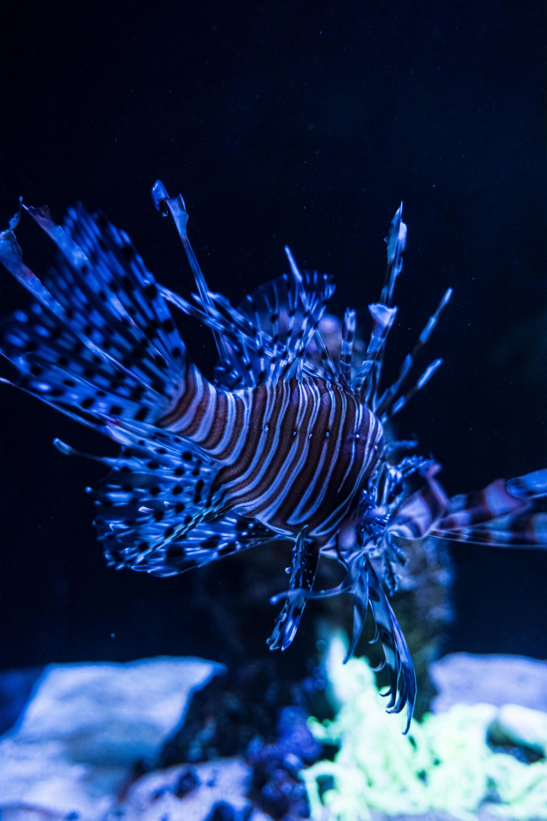 A lionfish is swimming in a dark aquarium