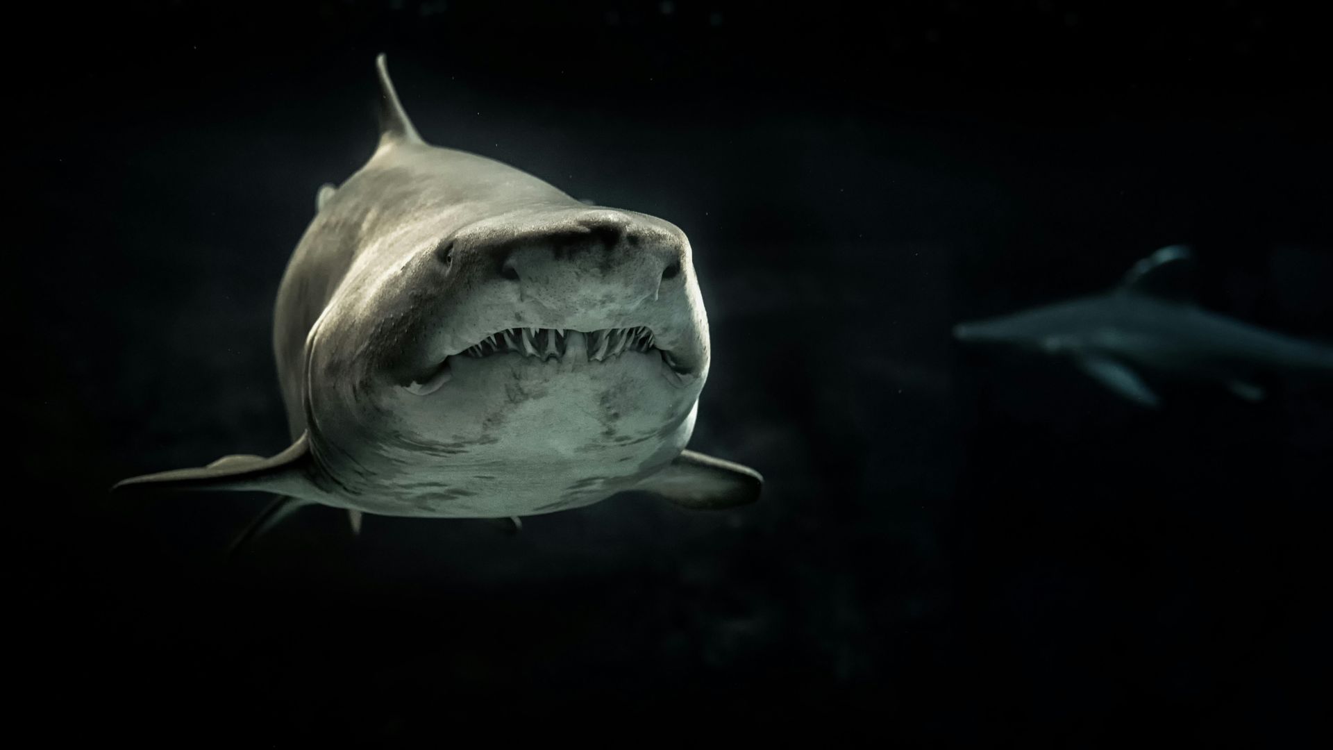 A shark is swimming in the dark and looking at the camera