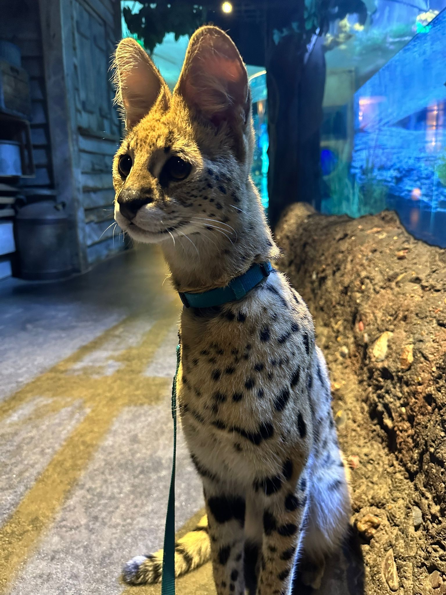 A serval cat wearing a blue collar is sitting in front of an aquarium