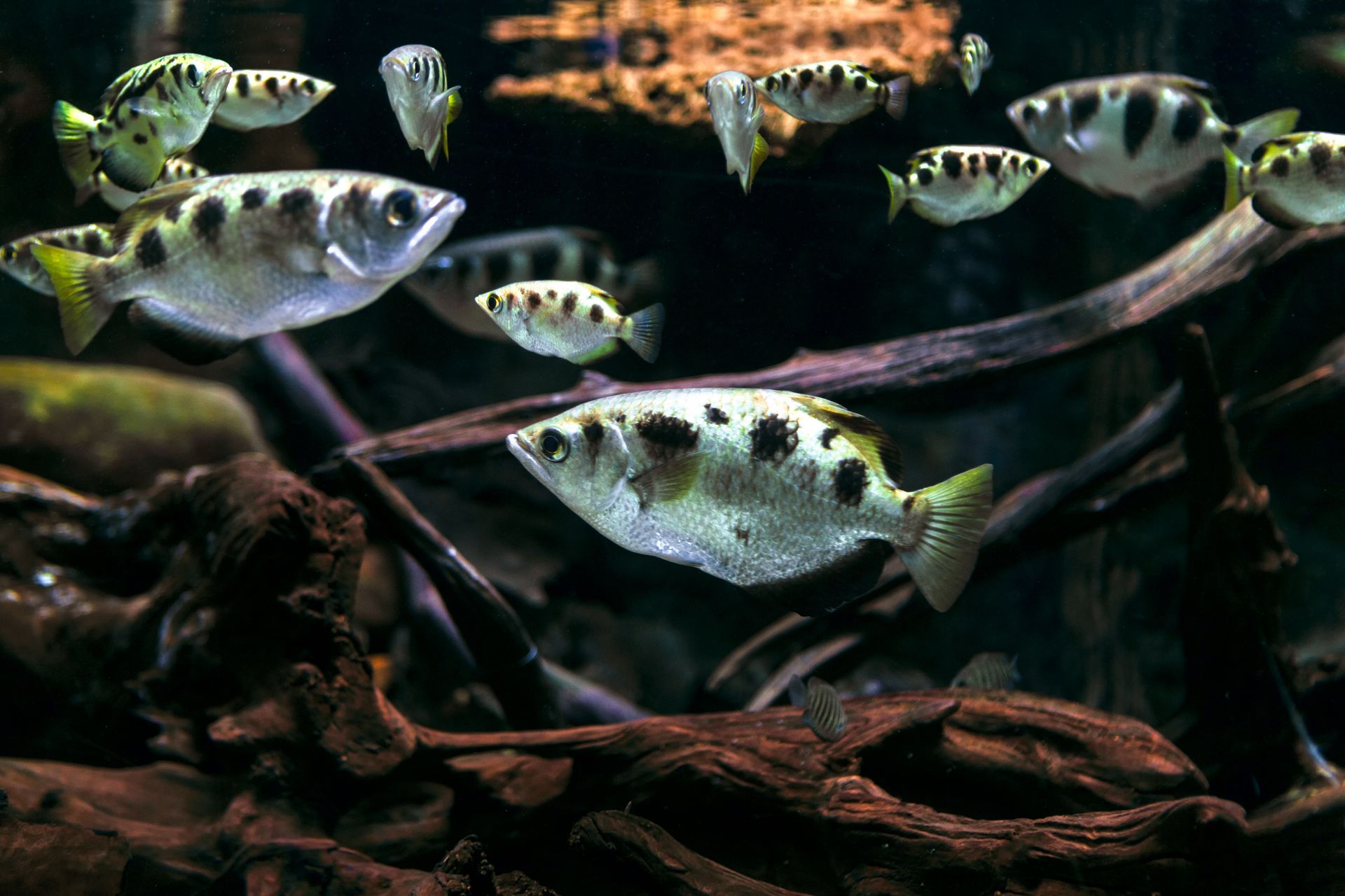 A group of fish are swimming together in a tank