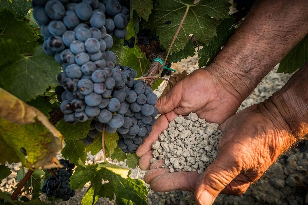 Alluvial soil in Napa Valley vineyard