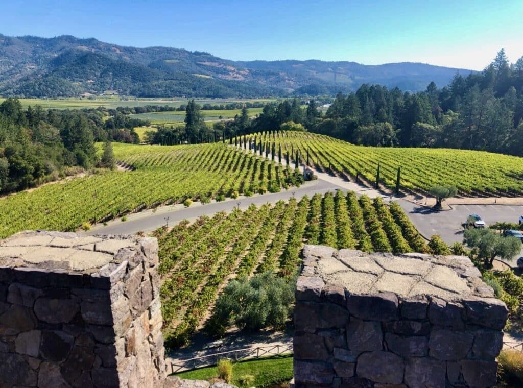 Vineyard with rows of grapevines, green fields, and distant mountains under a clear blue sky.