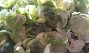Pile of light and dark green Brussels sprout leaves.