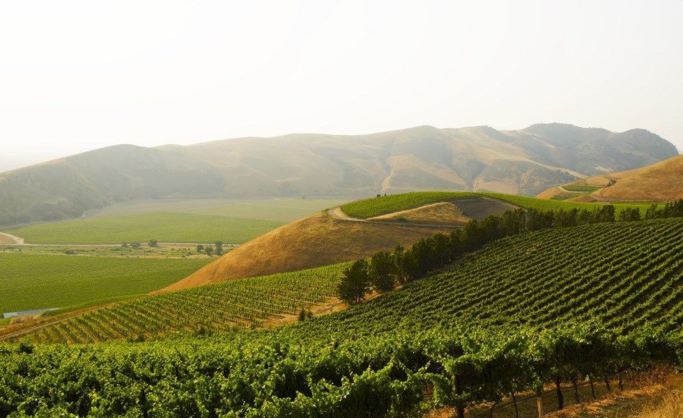 Vineyard on rolling hills under a hazy sky; green and brown landscape.