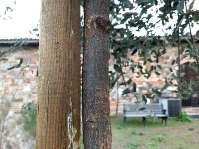 Young cork tree planted near a wooden post in an outdoor setting
