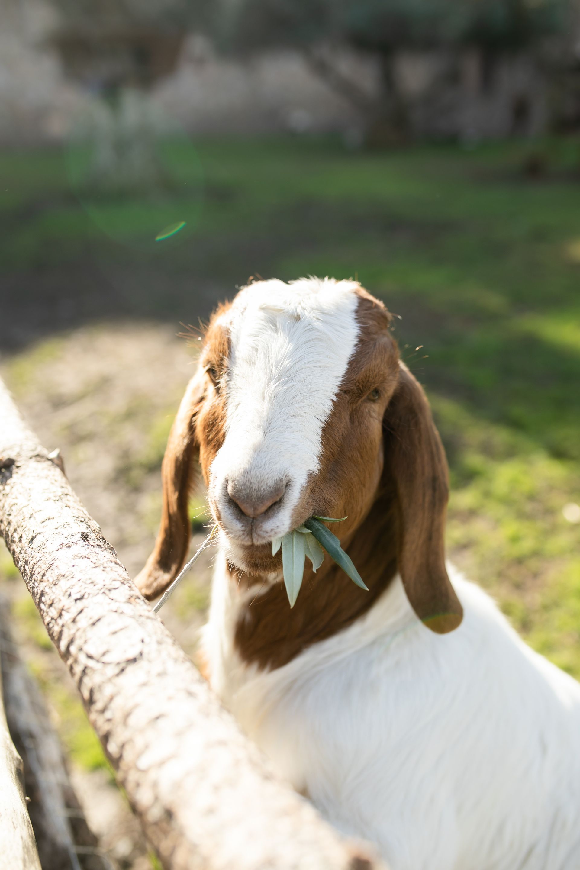 Two Boer goats, one brown-headed, one brown-bodied, stand outside. Chickens rest on a stone wall.