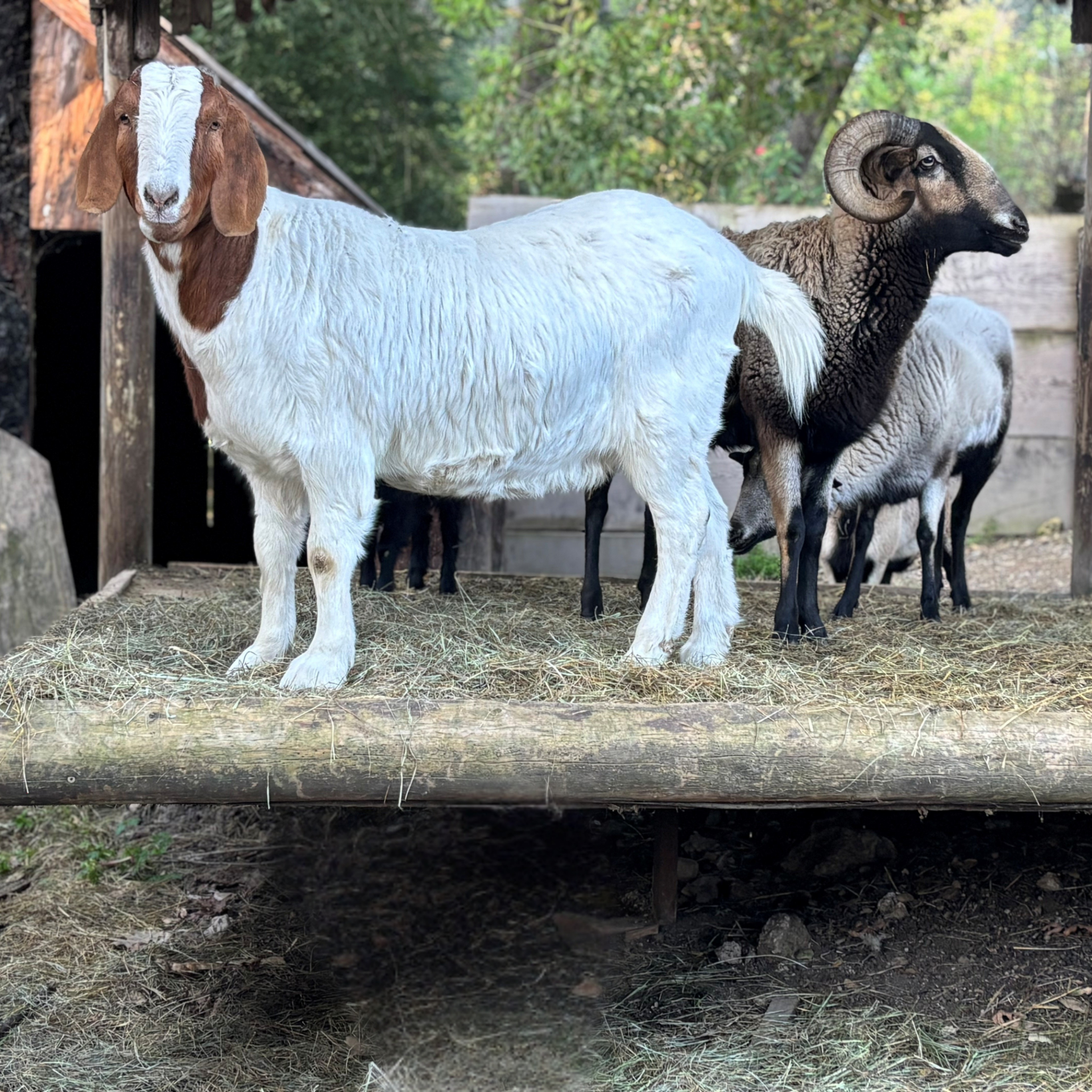 Two Boer goats, one brown-headed, one brown-bodied, stand outside. Chickens rest on a stone wall.