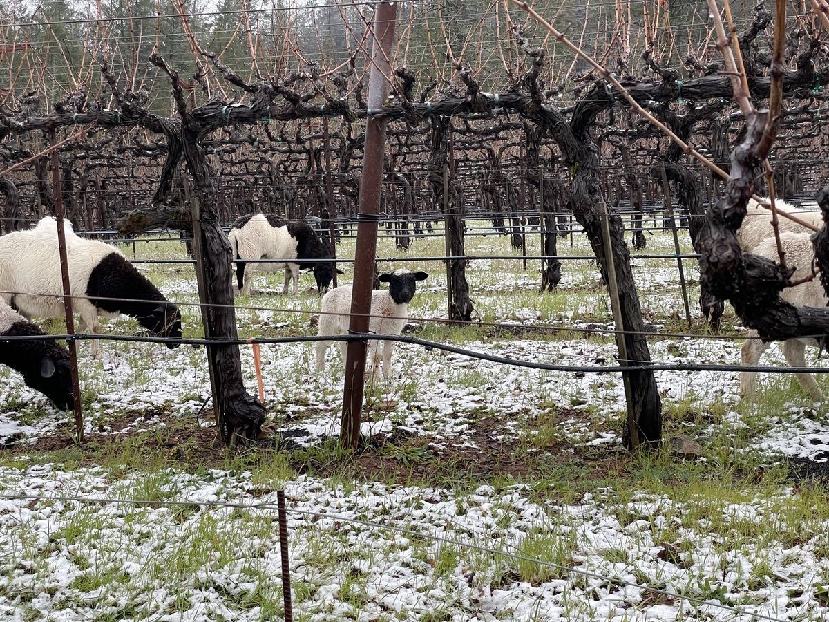 Snow in the vineyard