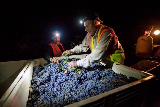 Workers sorting harvested grapes at night into bins