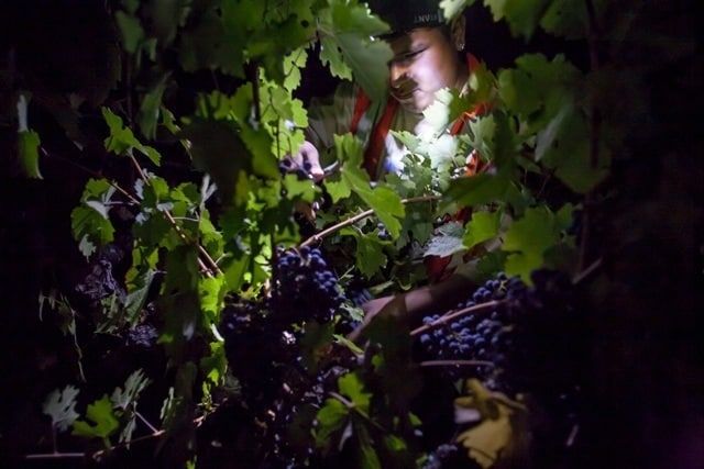 Worker harvesting grapes at night wearing a headlamp
