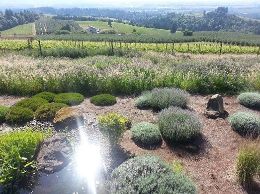 Vineyard landscape with lavender and rolling hills under bright sunlight