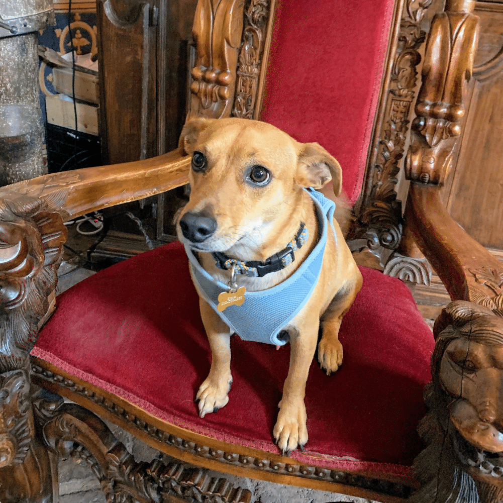 Dog wearing a blue vest, sitting on a red throne-like chair with carved wood details.