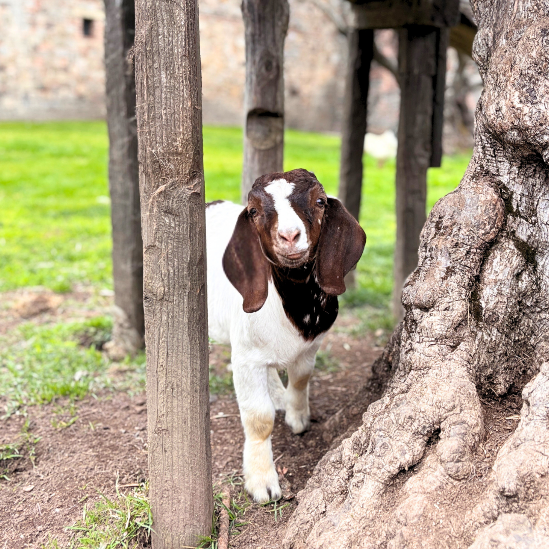Two Boer goats, one brown-headed, one brown-bodied, stand outside. Chickens rest on a stone wall.