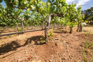 Rows of grapevines on rocky soil under a bright sky.