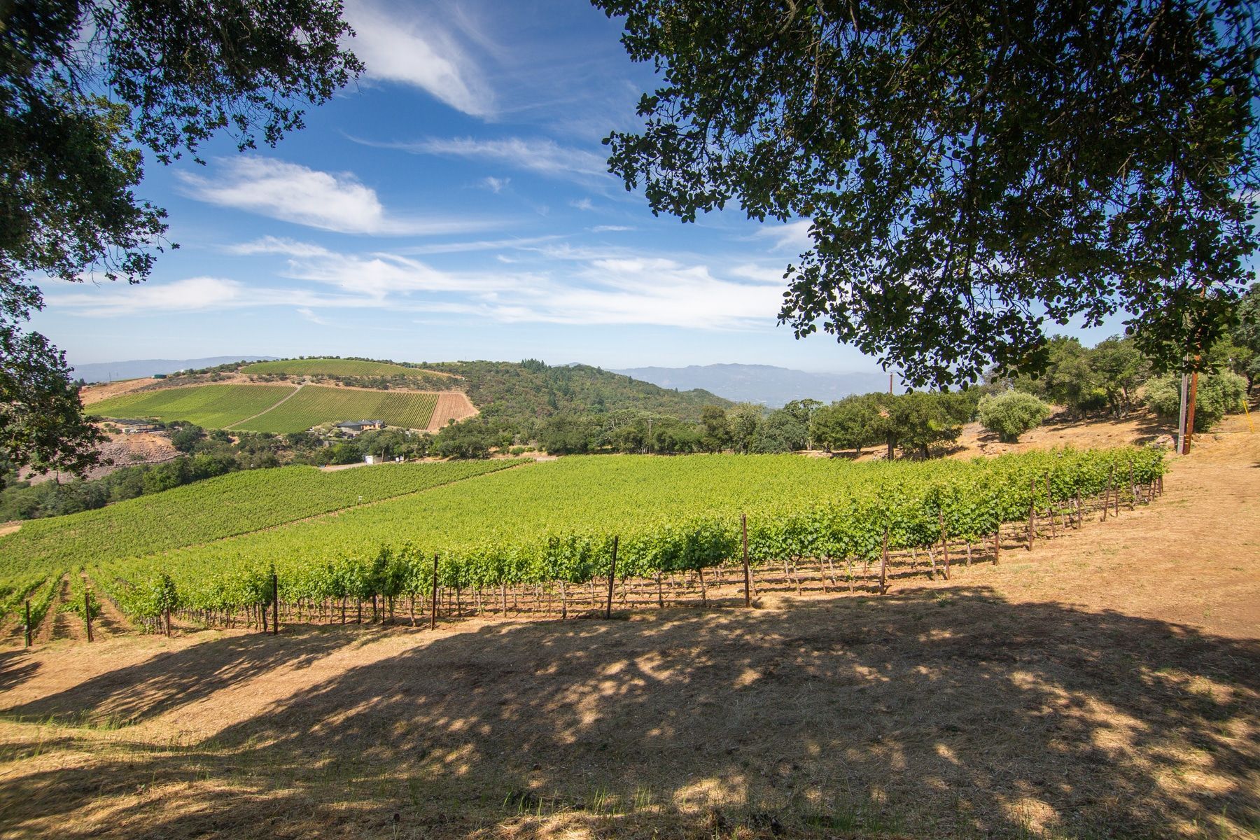 Wide view of vineyard rows under blue sky.
