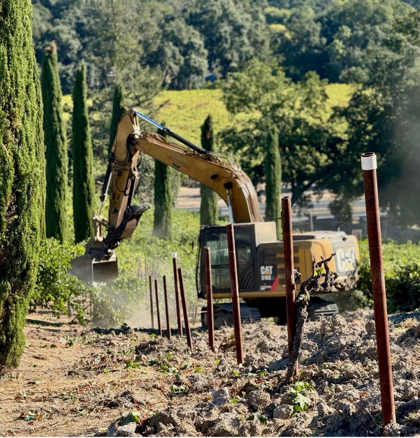 A yellow excavator removing vines on a hillside vineyard.
