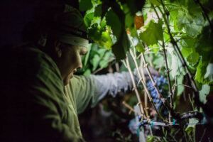 Night harvest in the fall at the Castello.