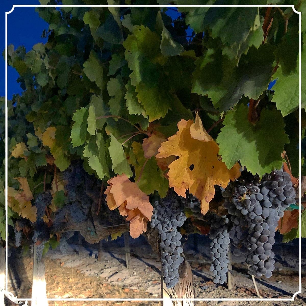 Grape vines with ripe clusters in a vineyard during harvest season
