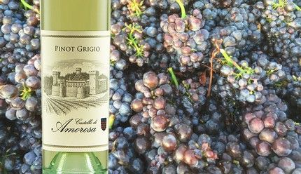 Bottle of Pinot Grigio wine with grapes in the background